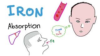 Iron Studies  Iron Absorption  Ferrous Fe2 Ferric Fe3 TIBC Transferrin  Part 1 [upl. by Kreitman]