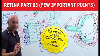 Retina  Few Important Points  Part 3 [upl. by Lavelle]