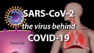 Understanding the Virus that Causes COVID19 Animation [upl. by Camala683]