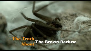 The Truth about the Brown Recluse [upl. by Iruj]