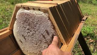 Hexagonal honey comb from a Cathedral Hive  Natural Beekeeping [upl. by Adoree135]