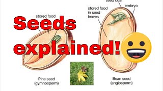 Seed germination explained What is a seed How do seeds grow [upl. by Sikleb]