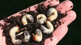 How to Control Grubs in Blueberries Organic amp Conventional Methods [upl. by Cavill813]