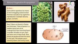 Class 10 SCIENCE BIOLOGY  Chapter How Do Organisms Reproduce I  CBSE [upl. by Lipson872]