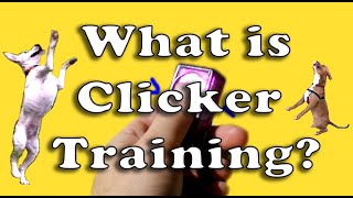 What is Clicker Training [upl. by Abbie]