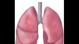 BREATH SOUNDS NORMAL BRONCHOVESICULAR BRONCHIAL [upl. by Nilloc514]