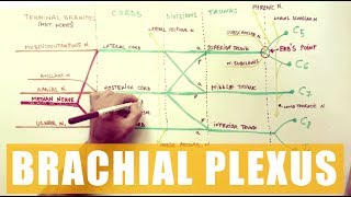 BRACHIAL PLEXUS  Anatomy Tutorial [upl. by Ludovika]