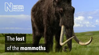 The last of the mammoths  Natural History Museum [upl. by Trinetta]