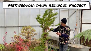 Metasequoia Dawn Redwood Project [upl. by Ayocal319]