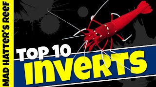 Top 10 Reef Tank Invertebrates [upl. by Annawoj]