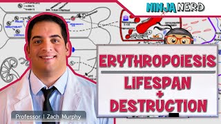 Hematology  Erythropoiesis Lifespan amp Destruction Part 2 [upl. by Zsa]