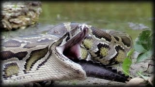 Python Eats Alligator 01 Narration [upl. by Ursa]