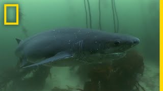 The Cookiecutter Shark  Sharks of Bermuda Triangle [upl. by Anatlus]