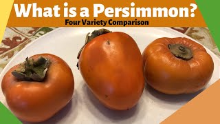 What is a Persimmon Four Variety Comparison [upl. by Odraleba]