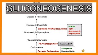 Gluconeogenesis [upl. by Giacobo]