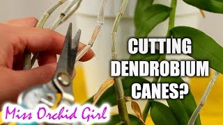 Cutting Dendrobium Orchid canes  When amp how [upl. by Aienahs]