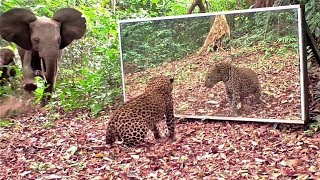 Gabon Jungle Elephant families refusing to share a large mirror with a leopard long version [upl. by Peers]