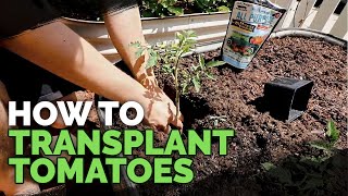 Transplanting Tomatoes 101 Simple amp Fast Method [upl. by Erdnoed397]