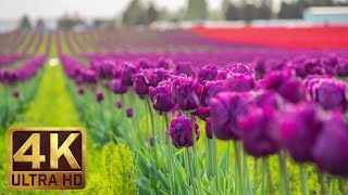 4K  Tulip Flowers  2 Hours Relaxation Video  Skagit Valley Tulip Festival in WA State  Episode 1 [upl. by Mateya]