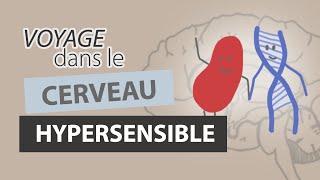 Comment fonctionne le CERVEAU dun HYPERSENSIBLE [upl. by Tamah]