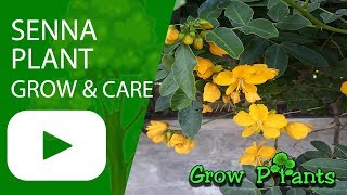 Senna plant  grow and care [upl. by Anaitsirk]