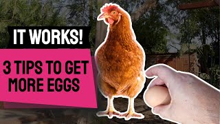 3 Tips to GET MORE EGGS From Your Chickens [upl. by Eiffub]