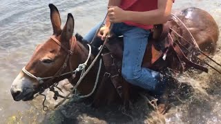 EXTREME MULE RIDING Rocky Mountain Edition [upl. by Aliab]