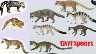 Civet Species  Civet Of The World  List Of All Civet Species [upl. by Steck274]