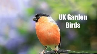 My UK Wildlife Garden Birds [upl. by Strohl922]