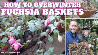 ❄ How to Overwinter Fuchsia Baskets ❄ fuchsia overwintering [upl. by Brendis436]