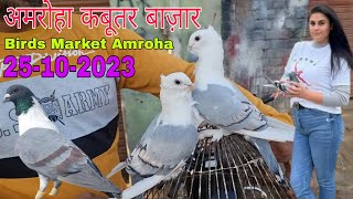 Amroha kabootar market 🕊️ 25102023 अमरोहा कबूतर बाज़ार। Gola kabootar market Bird market India [upl. by Aneleiram957]