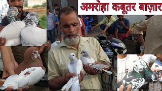 Amroha kabootar market 16072022 फैंसी ही फैंसी कबूतर। Birds market India [upl. by Christy435]