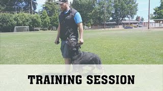 Schutzhund Obedience Training [upl. by Draner361]