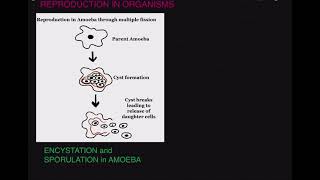 ENCYSTATION and SPORULATION in Amoeba [upl. by Ornstead]