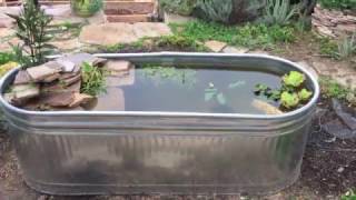 Building a Mini Pond Using a Stock Tank [upl. by Slaby]