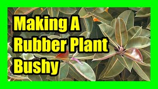 Making Rubber Plant Bushy By Pruning and Notching [upl. by Casie]