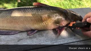 How to fillet channel Catfish  FAST amp EASY [upl. by Rhodie432]