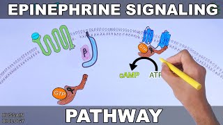 Epinephrine Signaling Pathway [upl. by Abebi]