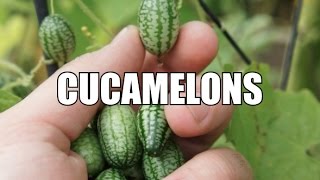 Cucamelons [upl. by Kerril]