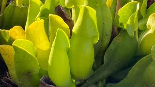 Potting Sarracenia purpurea [upl. by Nerraf]