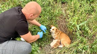 Heartwarming Rescue amp Adoption of Abandoned Mama Dog and Her Babies [upl. by Annirtak]