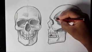 How to Draw Human Skull FrontProfile  Human Anatomy [upl. by Eelirak552]