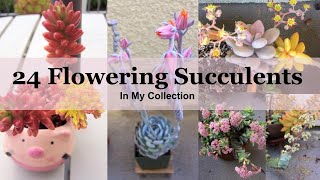 24 Flowering Succulents with Identification In My Collection [upl. by Hsan]