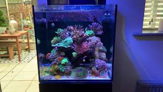 23month old Red Sea Max Nano [upl. by Granniah]