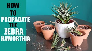 ZEBRA HAWORTHIA PROPAGATION  How to propagate The Zebra Haworthia pups [upl. by Lamej]