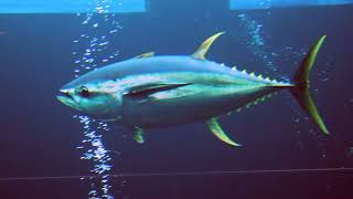 Facts The Yellowfin Tuna [upl. by Corder]