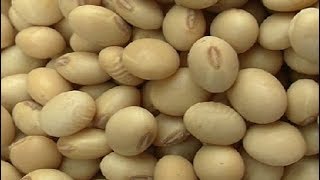 Harvesting and storing soya bean seed summary [upl. by Brady]