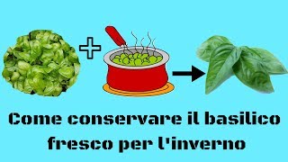 Come conservare il basilico fresco per linverno [upl. by Ahtera49]