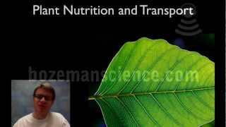 Plant Nutrition and Transport [upl. by Aek]