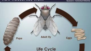 Diptera House Fly [upl. by Phyllys]